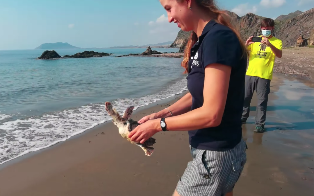 SALVEMOS A LAS TORTUGAS BOBAS